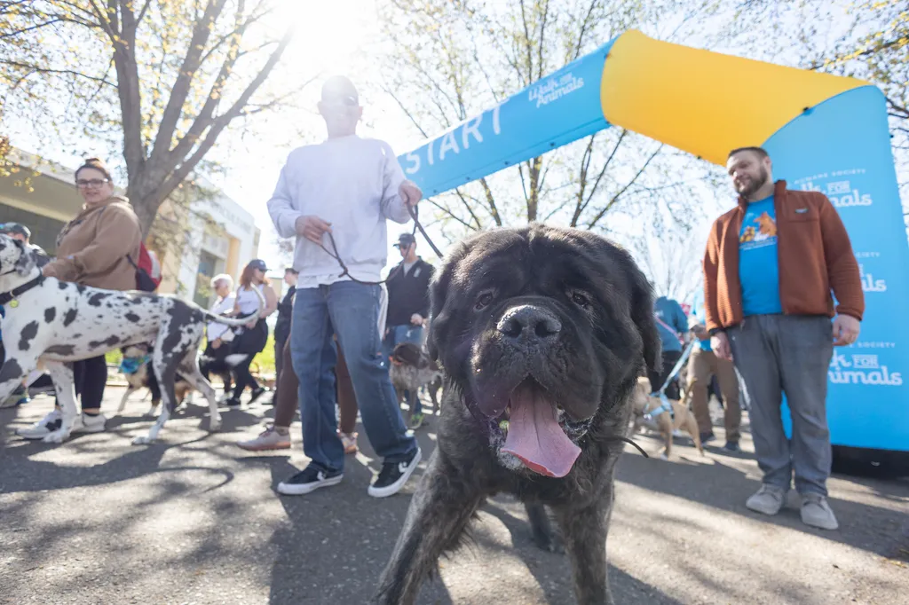 A Perfect Day for Paws: the 2025 Walk for Animals, photo 16 of 31