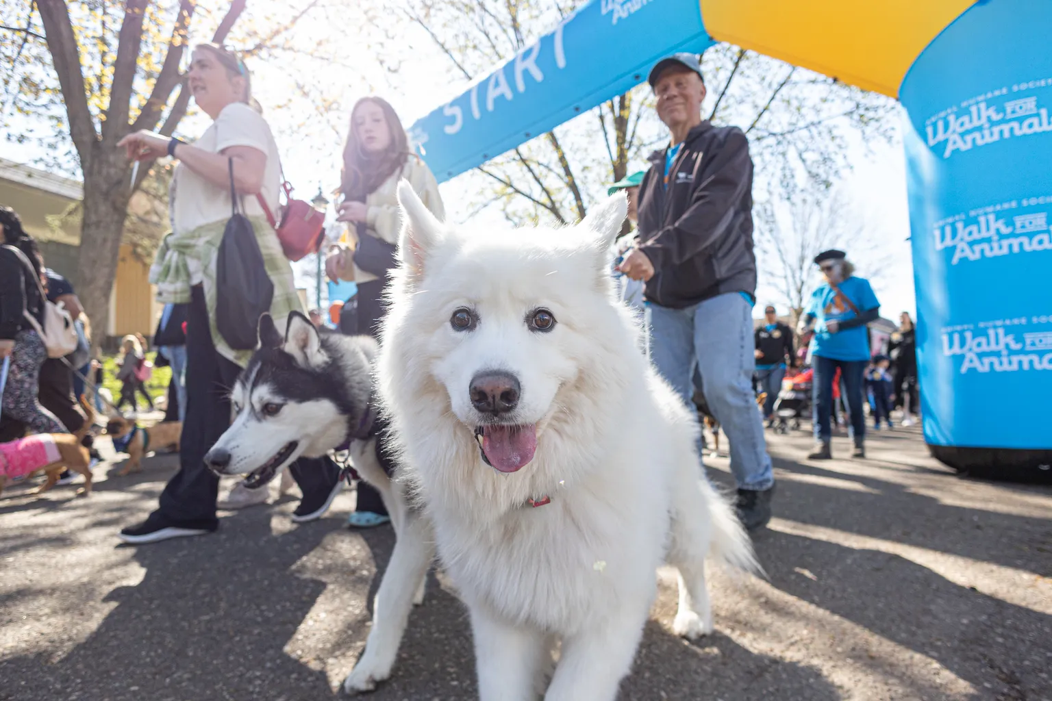 Cover photo for A Perfect Day for Paws: the 2025 Walk for Animals