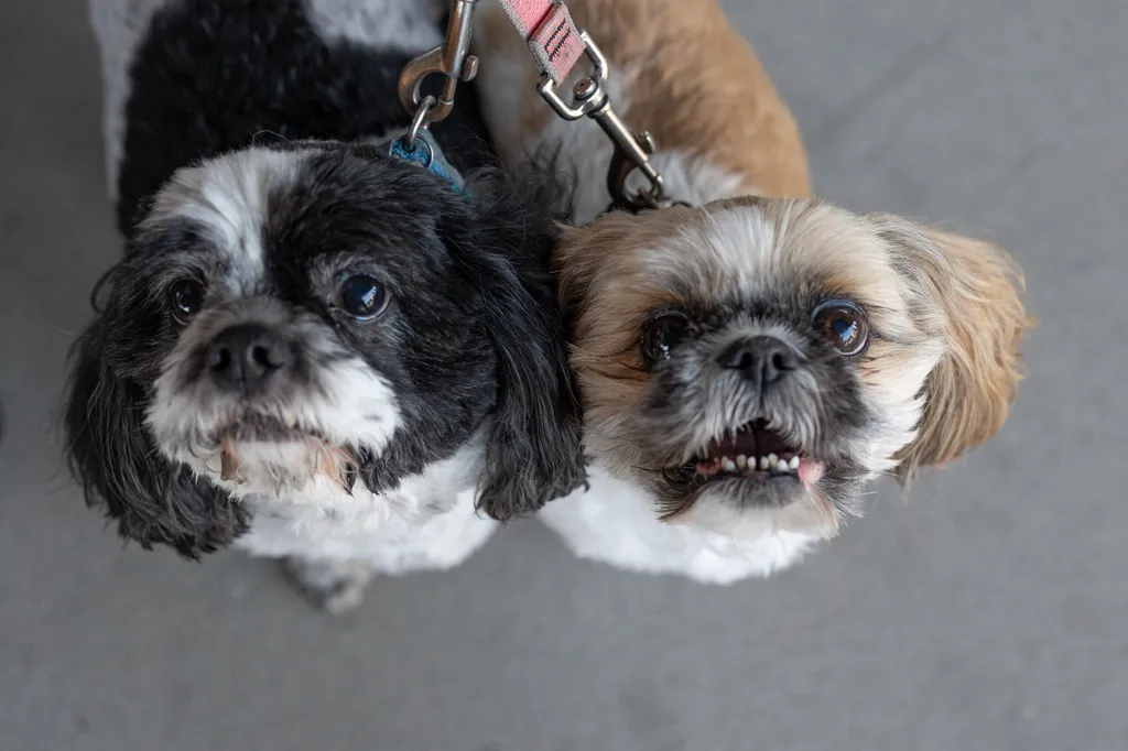 A Perfect Day for Paws: the 2025 Walk for Animals, photo 26 of 31