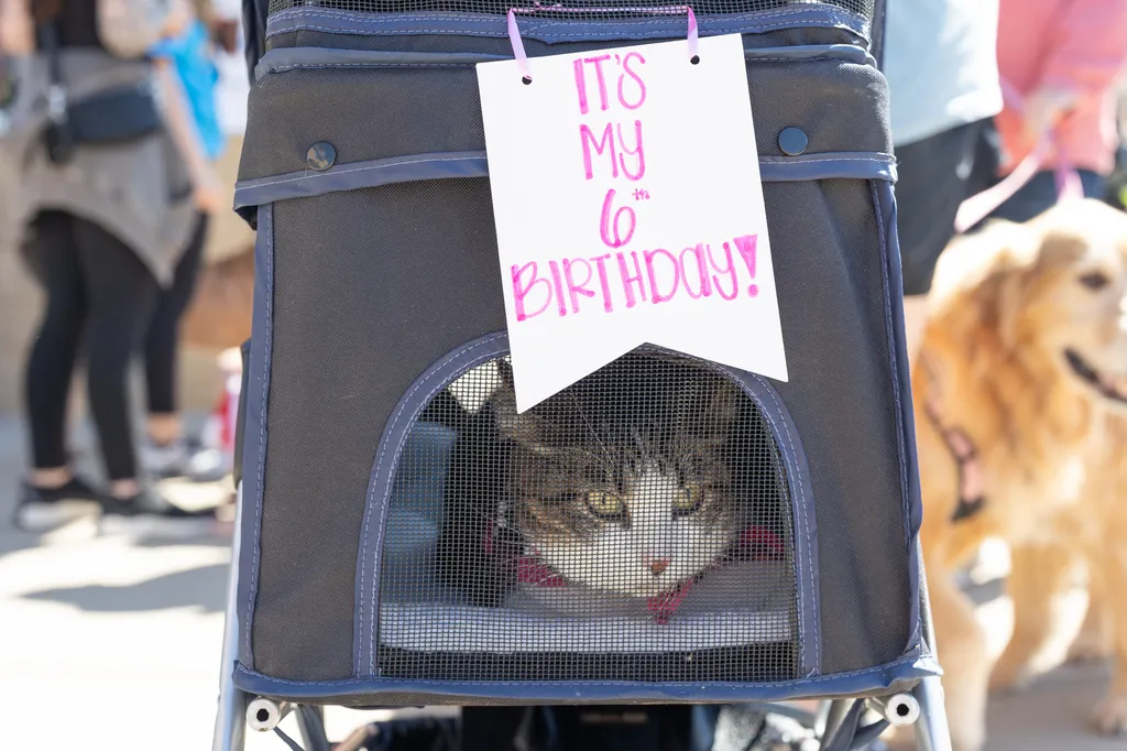 A Perfect Day for Paws: the 2025 Walk for Animals, photo 28 of 31