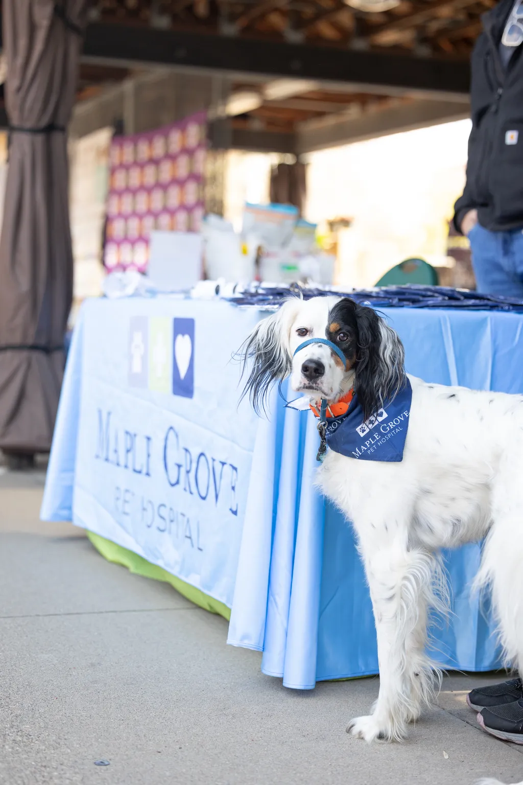 dog standing in front of a vendor booth