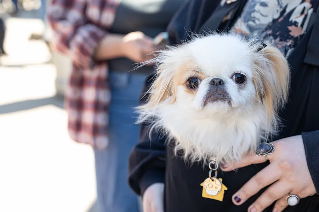 A Perfect Day for Paws: the 2025 Walk for Animals, photo 30 of 31