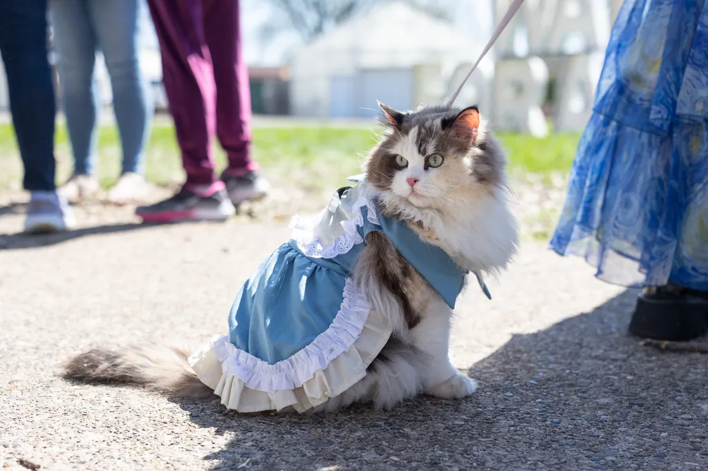 A Perfect Day for Paws: the 2025 Walk for Animals, photo 31 of 31