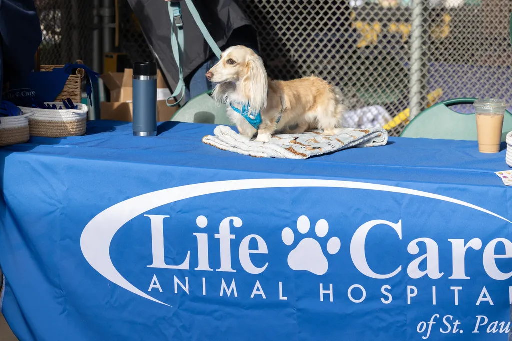A Perfect Day for Paws: the 2025 Walk for Animals, photo 5 of 31