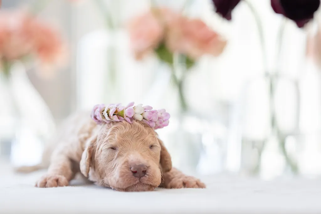 Dog Maternity and Newborn puppy photos: Mama Bee and the Wildflower litter, photo 21 of 67