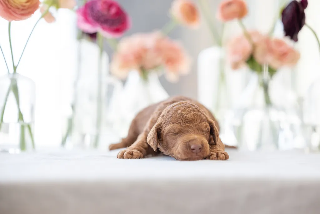 Dog Maternity and Newborn puppy photos: Mama Bee and the Wildflower litter, photo 22 of 67