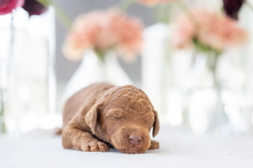 Dog Maternity and Newborn puppy photos: Mama Bee and the Wildflower litter, photo 23 of 67