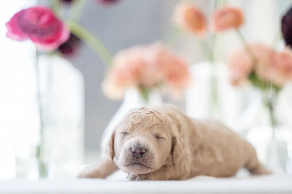 Dog Maternity and Newborn puppy photos: Mama Bee and the Wildflower litter, photo 24 of 67
