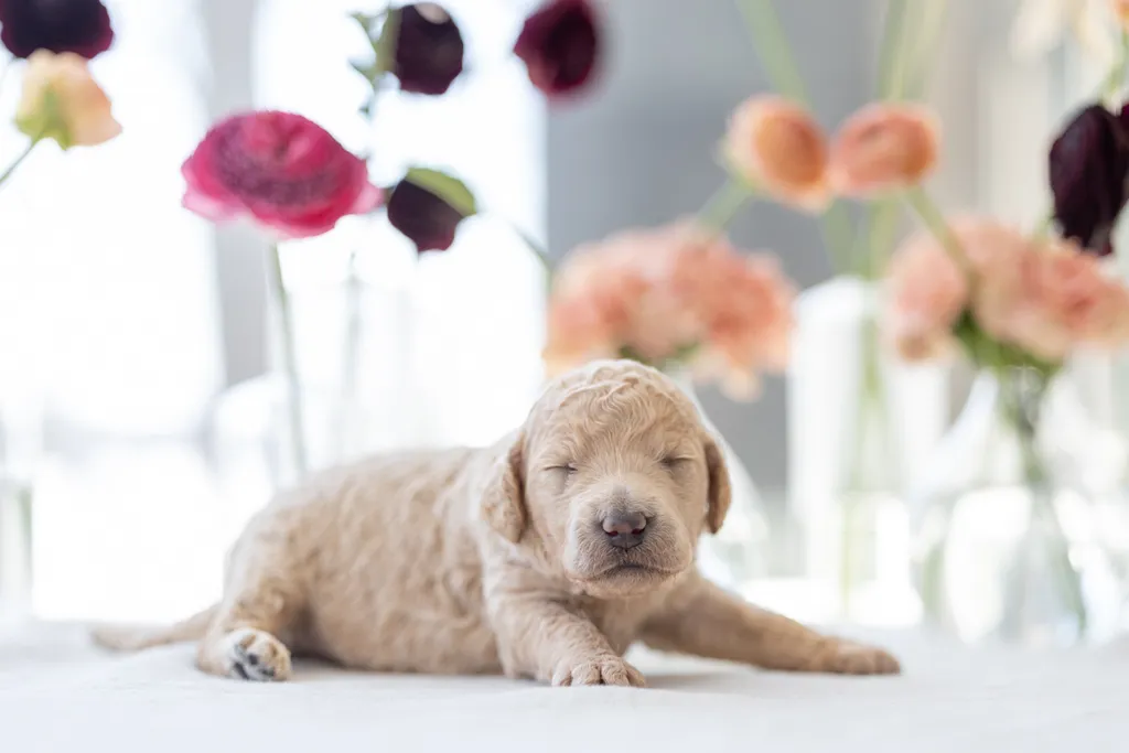 Dog Maternity and Newborn puppy photos: Mama Bee and the Wildflower litter, photo 25 of 67