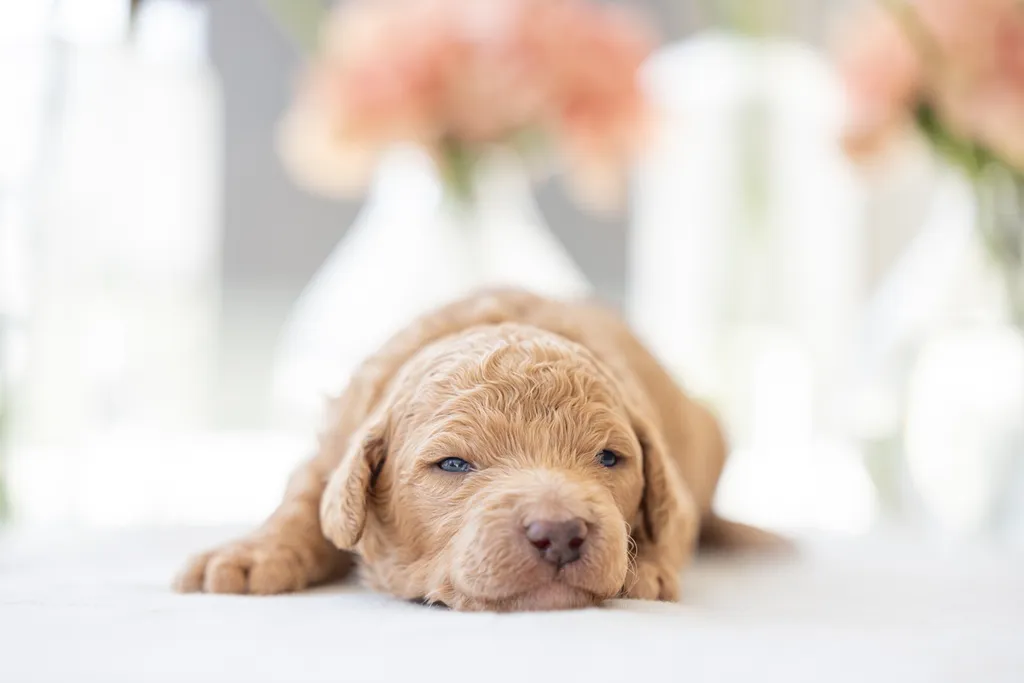 Dog Maternity and Newborn puppy photos: Mama Bee and the Wildflower litter, photo 26 of 67