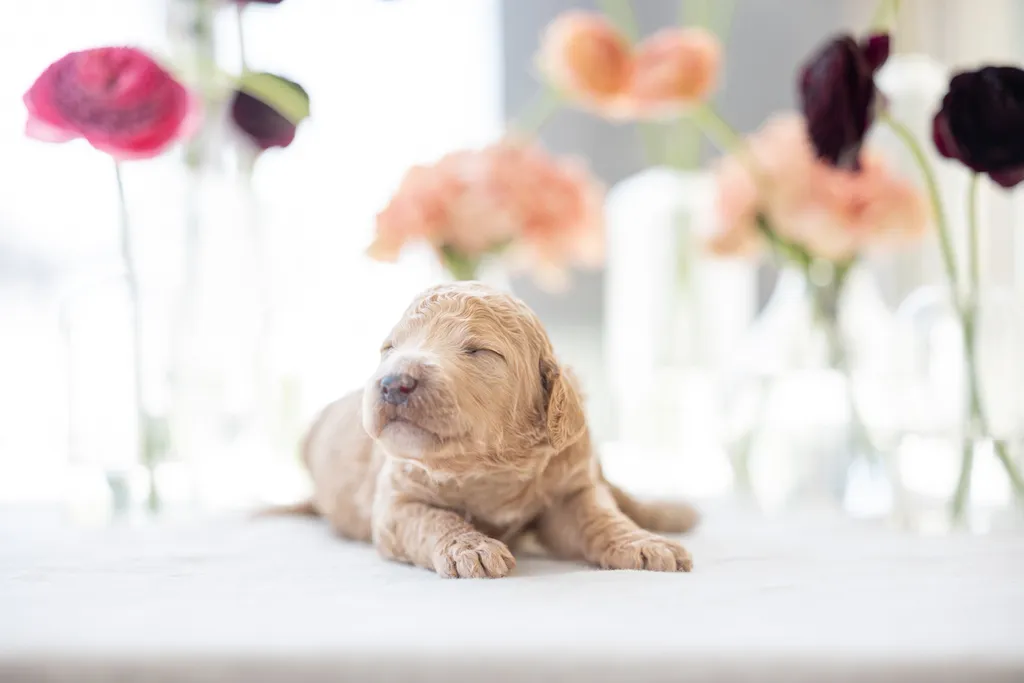 Dog Maternity and Newborn puppy photos: Mama Bee and the Wildflower litter, photo 27 of 67