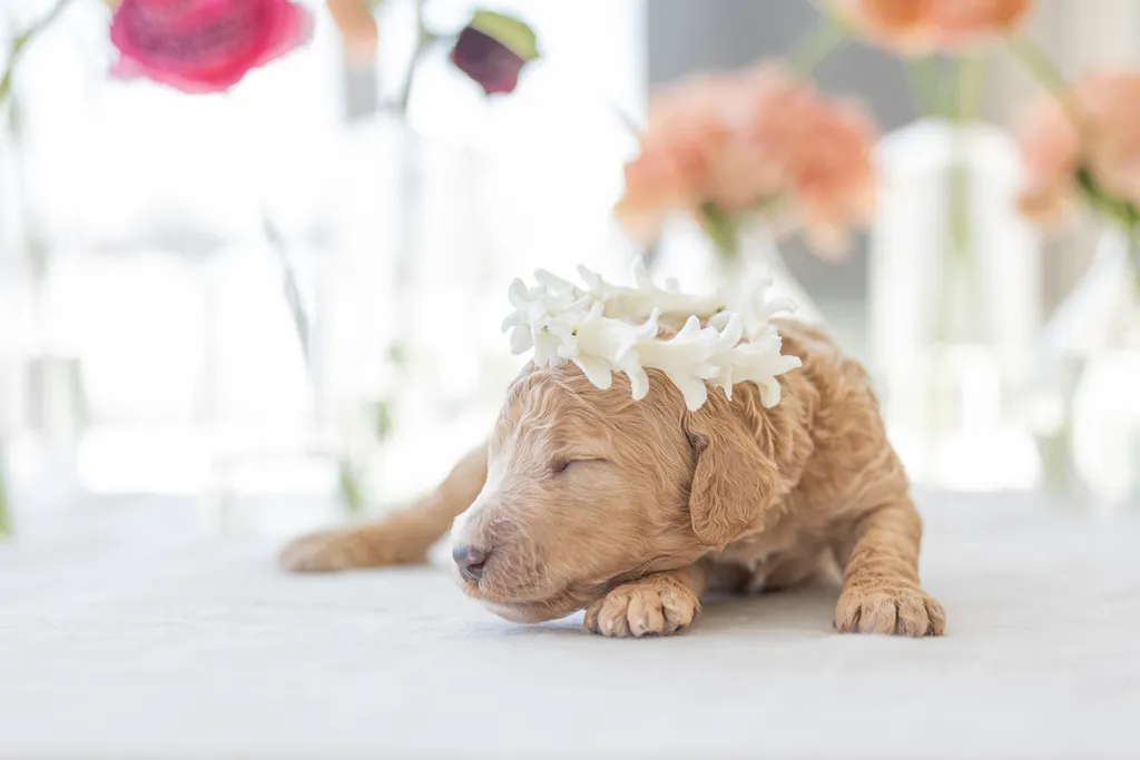 Dog Maternity and Newborn puppy photos: Mama Bee and the Wildflower litter, photo 28 of 67