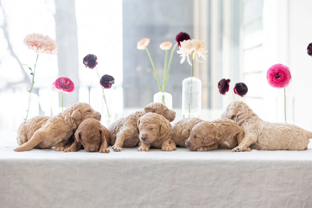 Dog Maternity and Newborn puppy photos: Mama Bee and the Wildflower litter, photo 29 of 67