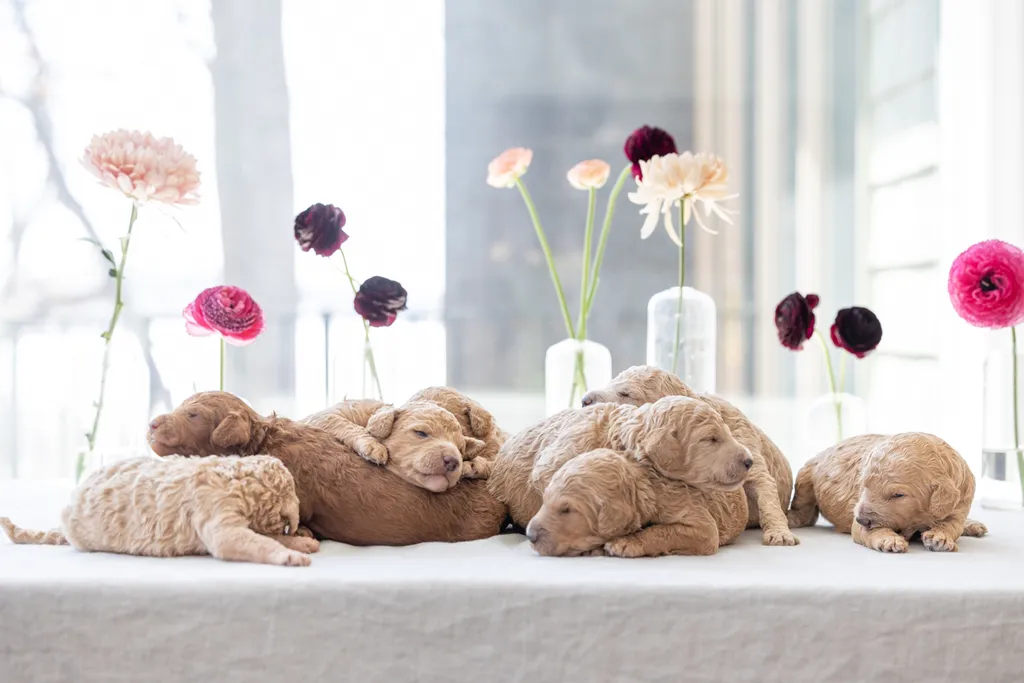 Dog Maternity and Newborn puppy photos: Mama Bee and the Wildflower litter, photo 30 of 67