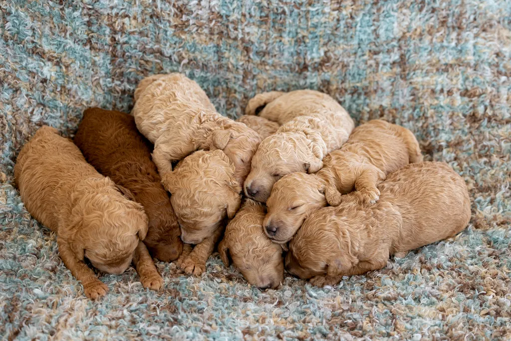 Dog Maternity and Newborn puppy photos: Mama Bee and the Wildflower litter, photo 31 of 67