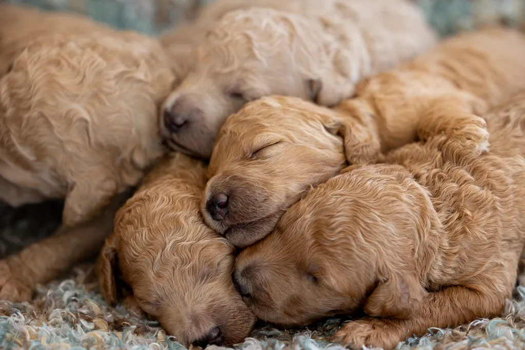 Dog Maternity and Newborn puppy photos: Mama Bee and the Wildflower litter, photo 32 of 67