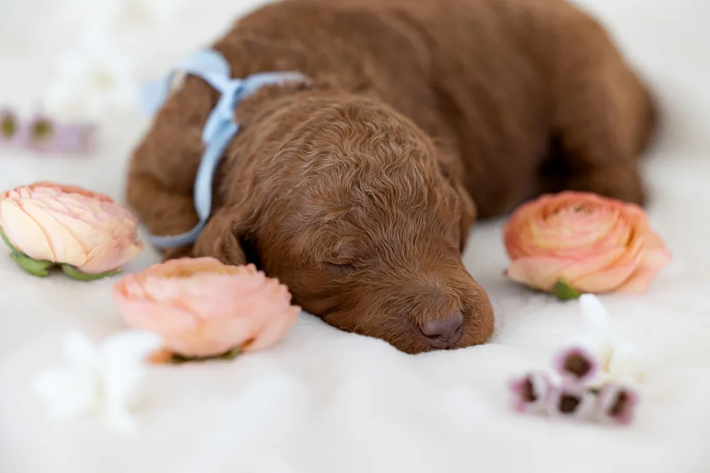 Dog Maternity and Newborn puppy photos: Mama Bee and the Wildflower litter, photo 33 of 67