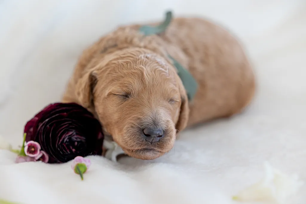 Dog Maternity and Newborn puppy photos: Mama Bee and the Wildflower litter, photo 34 of 67