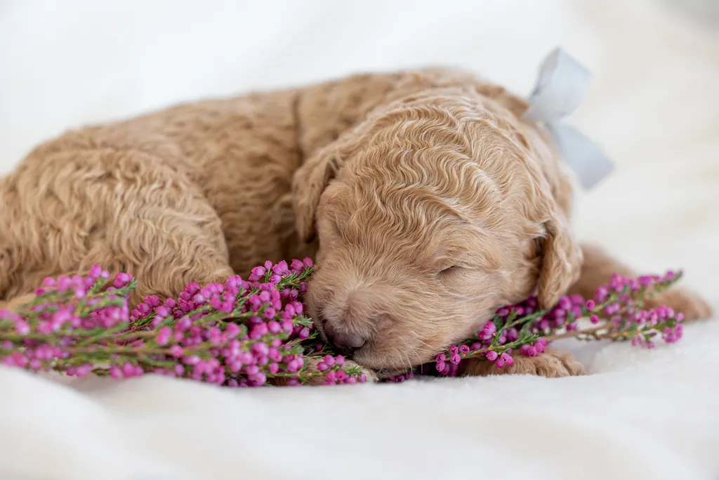 Dog Maternity and Newborn puppy photos: Mama Bee and the Wildflower litter, photo 35 of 67