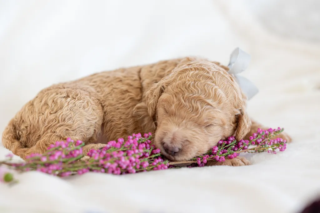Dog Maternity and Newborn puppy photos: Mama Bee and the Wildflower litter, photo 36 of 67