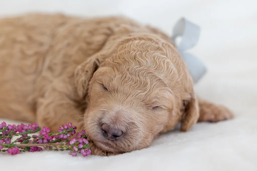 Dog Maternity and Newborn puppy photos: Mama Bee and the Wildflower litter, photo 37 of 67