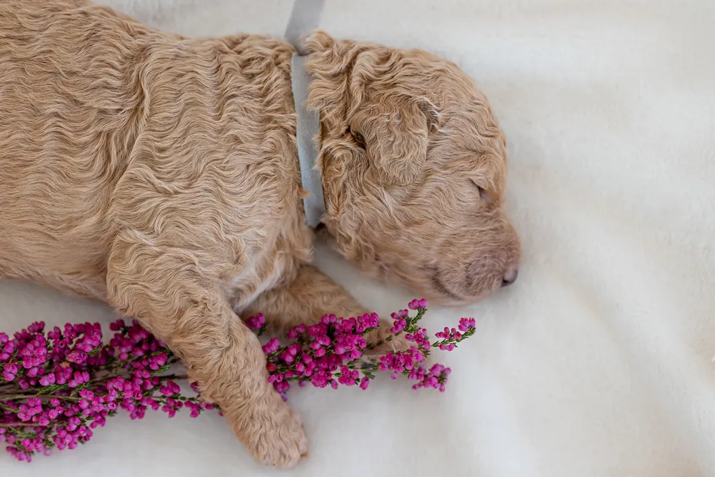 Dog Maternity and Newborn puppy photos: Mama Bee and the Wildflower litter, photo 38 of 67