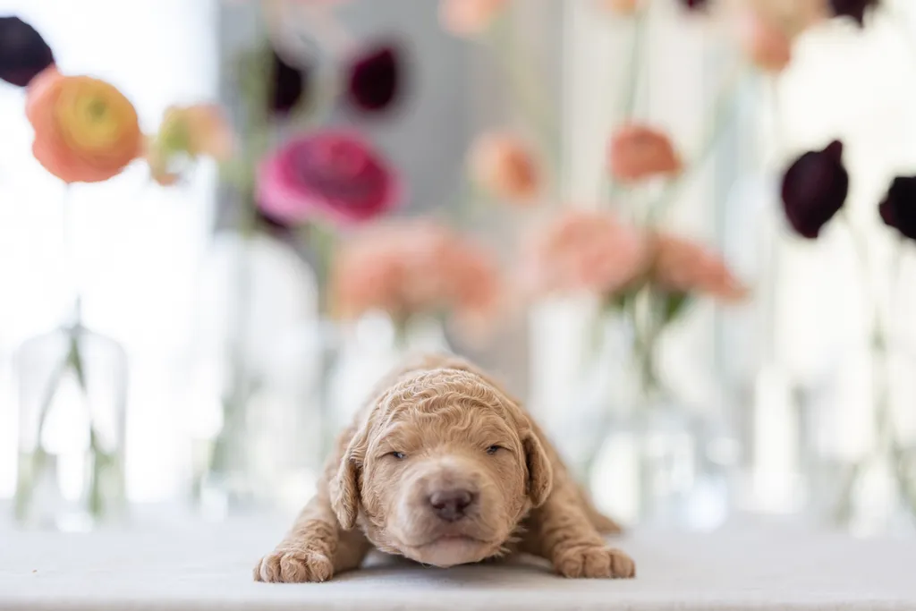 Dog Maternity and Newborn puppy photos: Mama Bee and the Wildflower litter, photo 13 of 67
