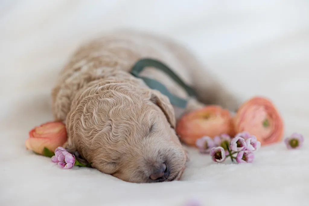 Dog Maternity and Newborn puppy photos: Mama Bee and the Wildflower litter, photo 40 of 67