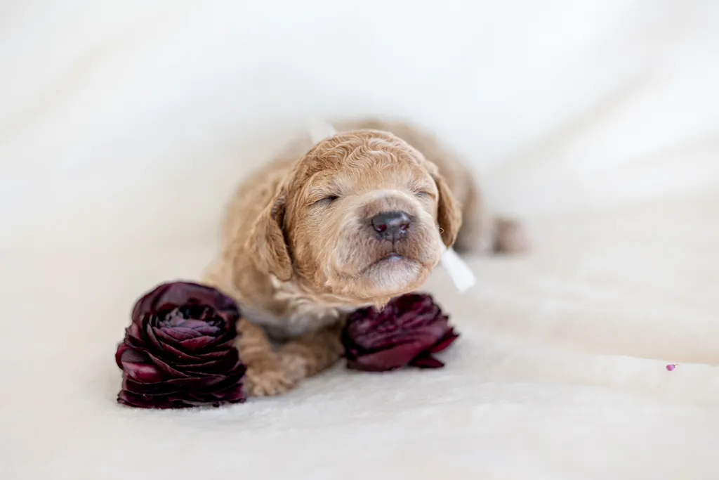 Dog Maternity and Newborn puppy photos: Mama Bee and the Wildflower litter, photo 41 of 67