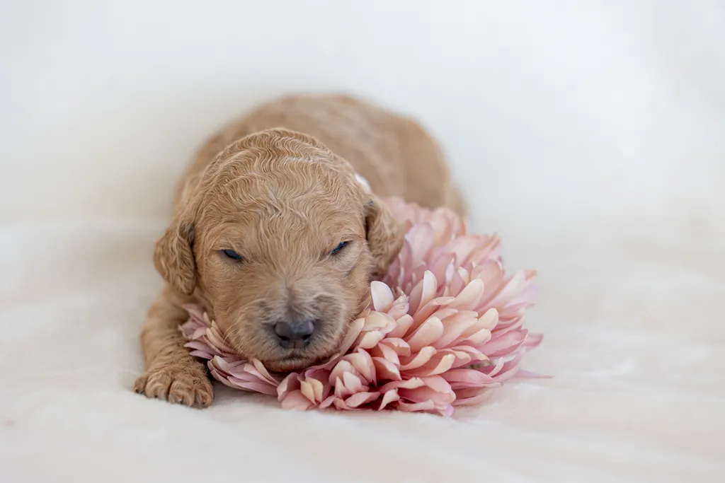 Dog Maternity and Newborn puppy photos: Mama Bee and the Wildflower litter, photo 42 of 67