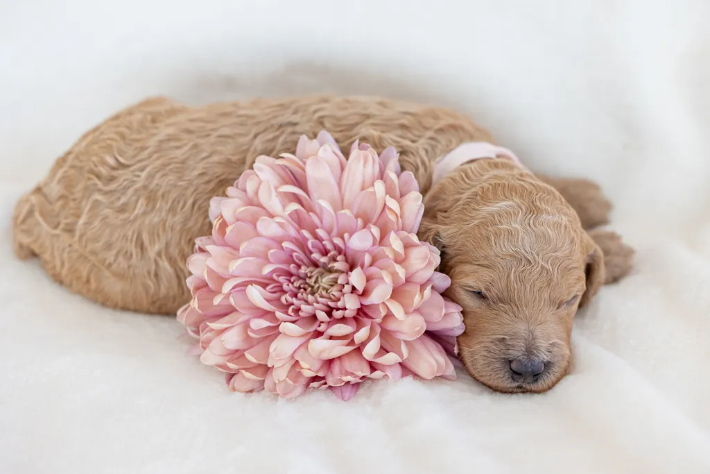 Dog Maternity and Newborn puppy photos: Mama Bee and the Wildflower litter, photo 43 of 67