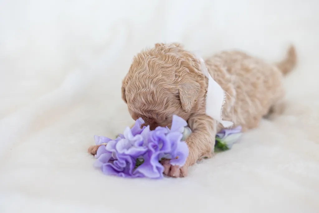 Dog Maternity and Newborn puppy photos: Mama Bee and the Wildflower litter, photo 44 of 67