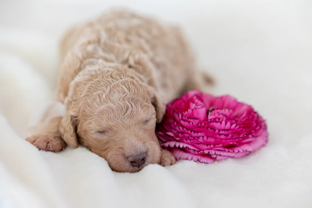 Dog Maternity and Newborn puppy photos: Mama Bee and the Wildflower litter, photo 45 of 67