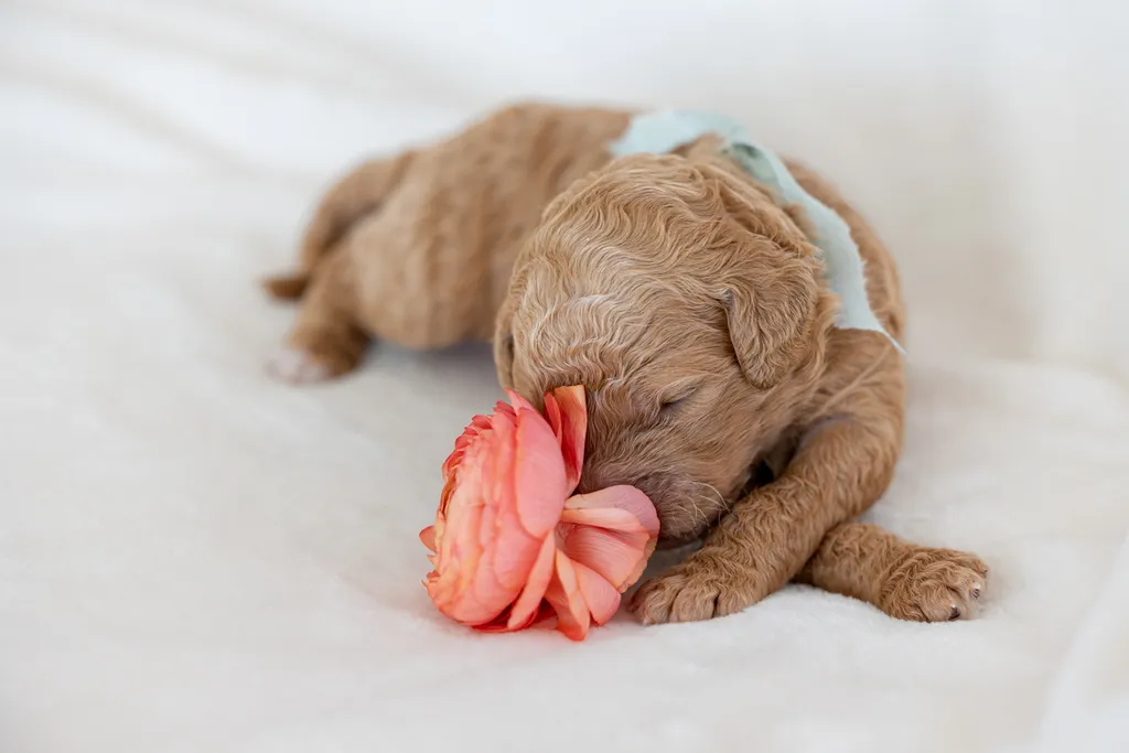 Dog Maternity and Newborn puppy photos: Mama Bee and the Wildflower litter, photo 46 of 67