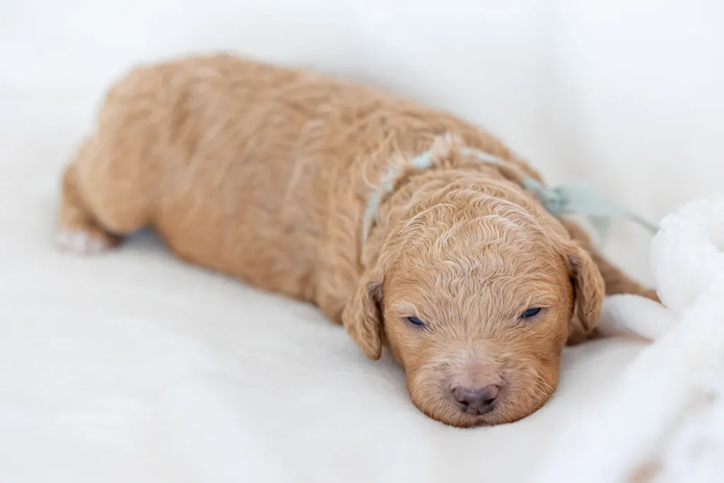 Dog Maternity and Newborn puppy photos: Mama Bee and the Wildflower litter, photo 47 of 67