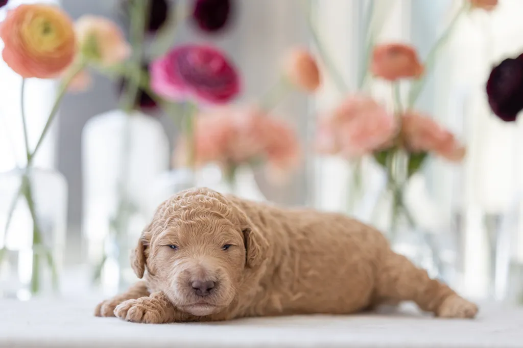 Dog Maternity and Newborn puppy photos: Mama Bee and the Wildflower litter, photo 14 of 67