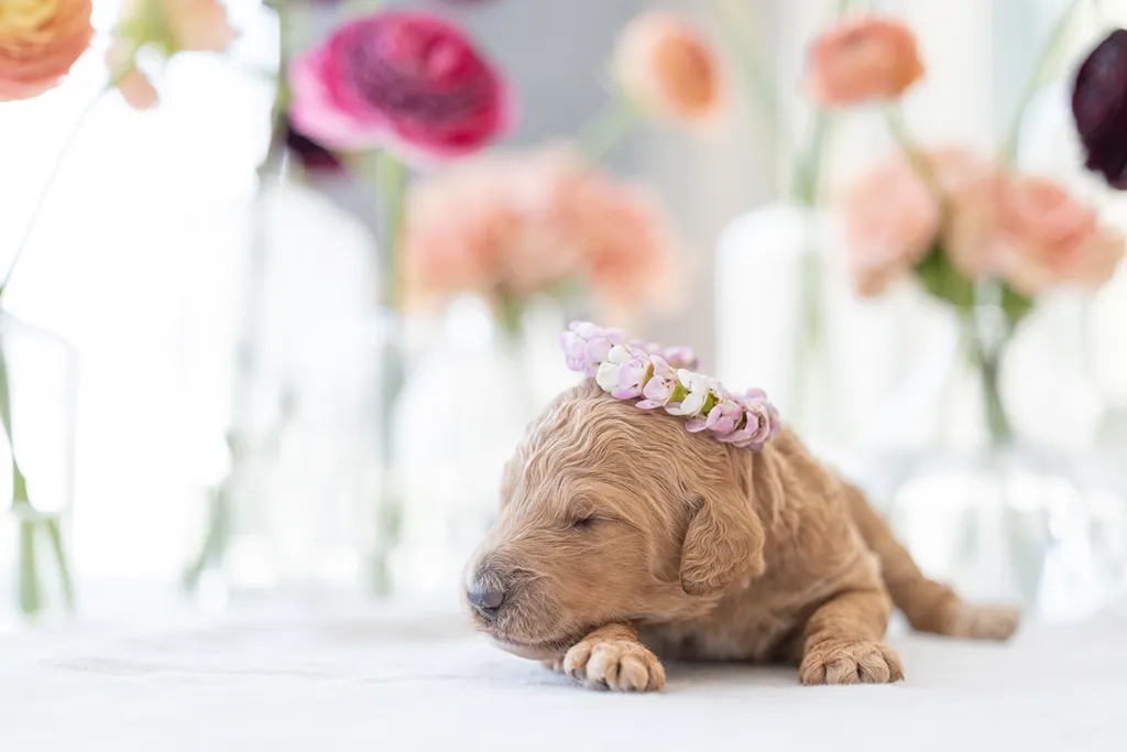 Dog Maternity and Newborn puppy photos: Mama Bee and the Wildflower litter, photo 15 of 67