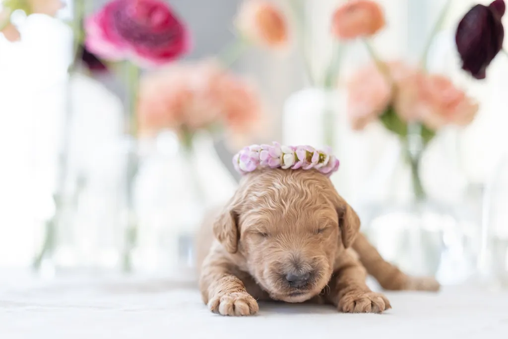 Dog Maternity and Newborn puppy photos: Mama Bee and the Wildflower litter, photo 16 of 67