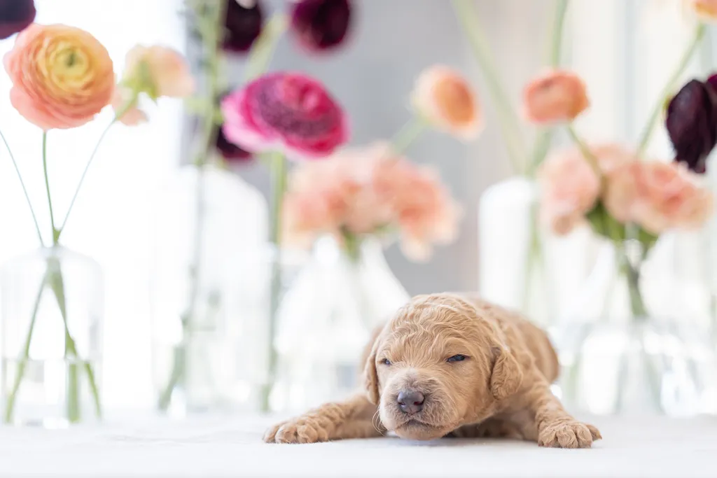 Dog Maternity and Newborn puppy photos: Mama Bee and the Wildflower litter, photo 17 of 67