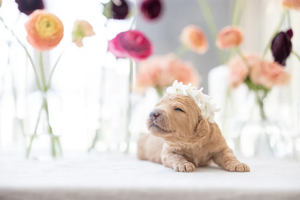 Dog Maternity and Newborn puppy photos: Mama Bee and the Wildflower litter, photo 18 of 67