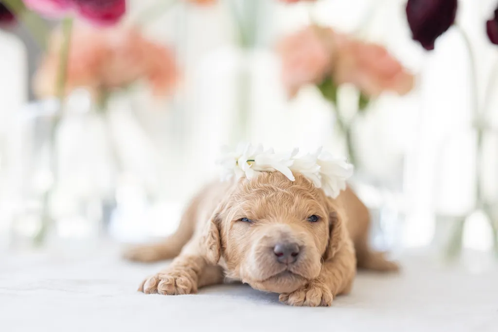 Dog Maternity and Newborn puppy photos: Mama Bee and the Wildflower litter, photo 19 of 67