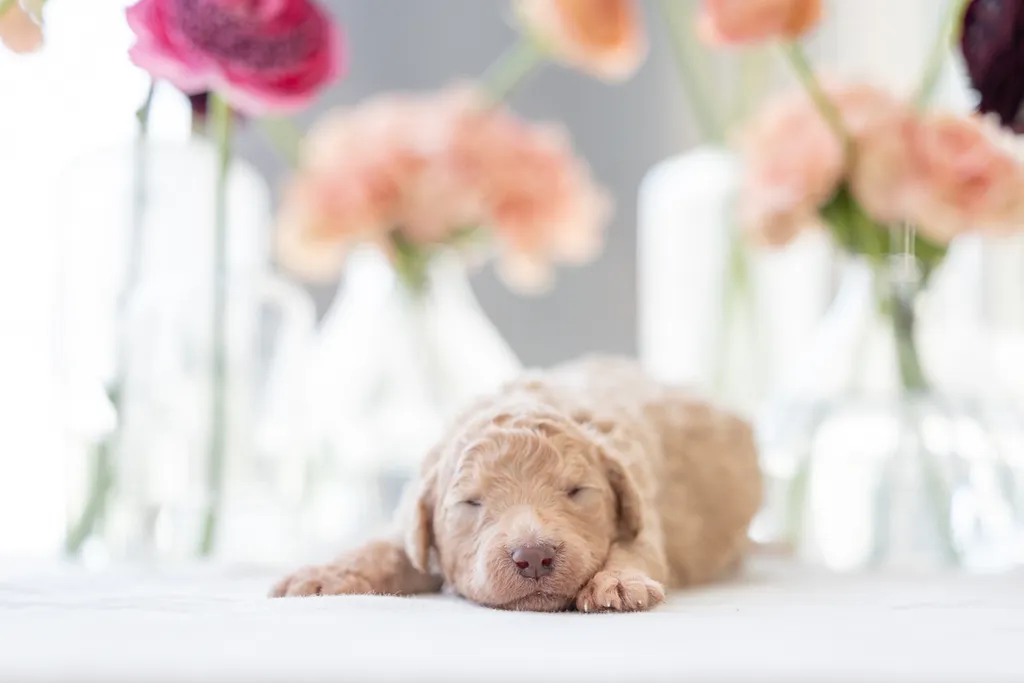 Dog Maternity and Newborn puppy photos: Mama Bee and the Wildflower litter, photo 20 of 67