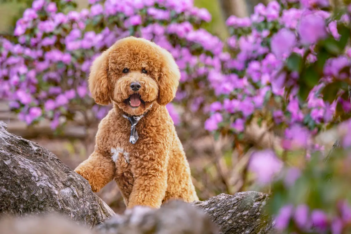 Pet photo 8 of 8 by K Schulz Photography