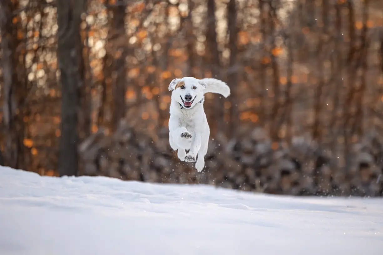 Pet photo 6 of 8 by K Schulz Photography