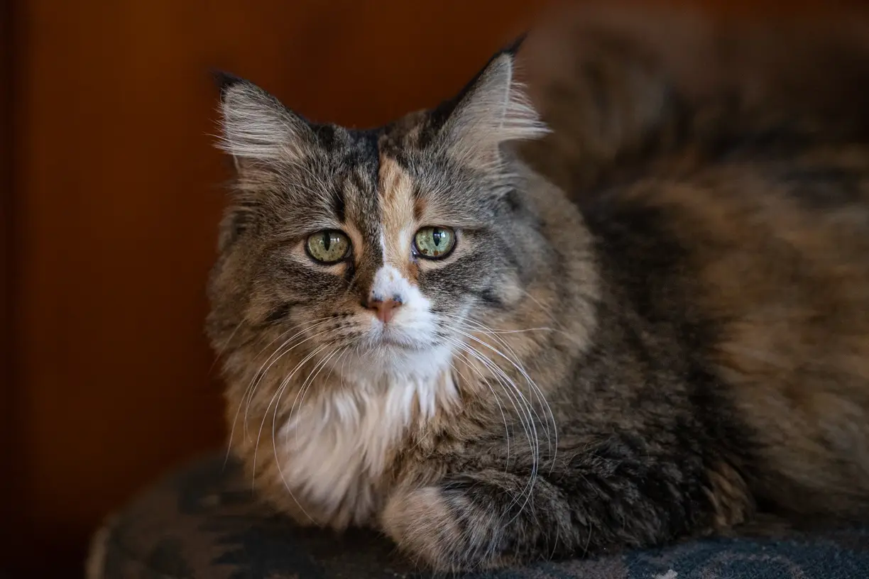 Pet photo 5 of 8 by K Schulz Photography