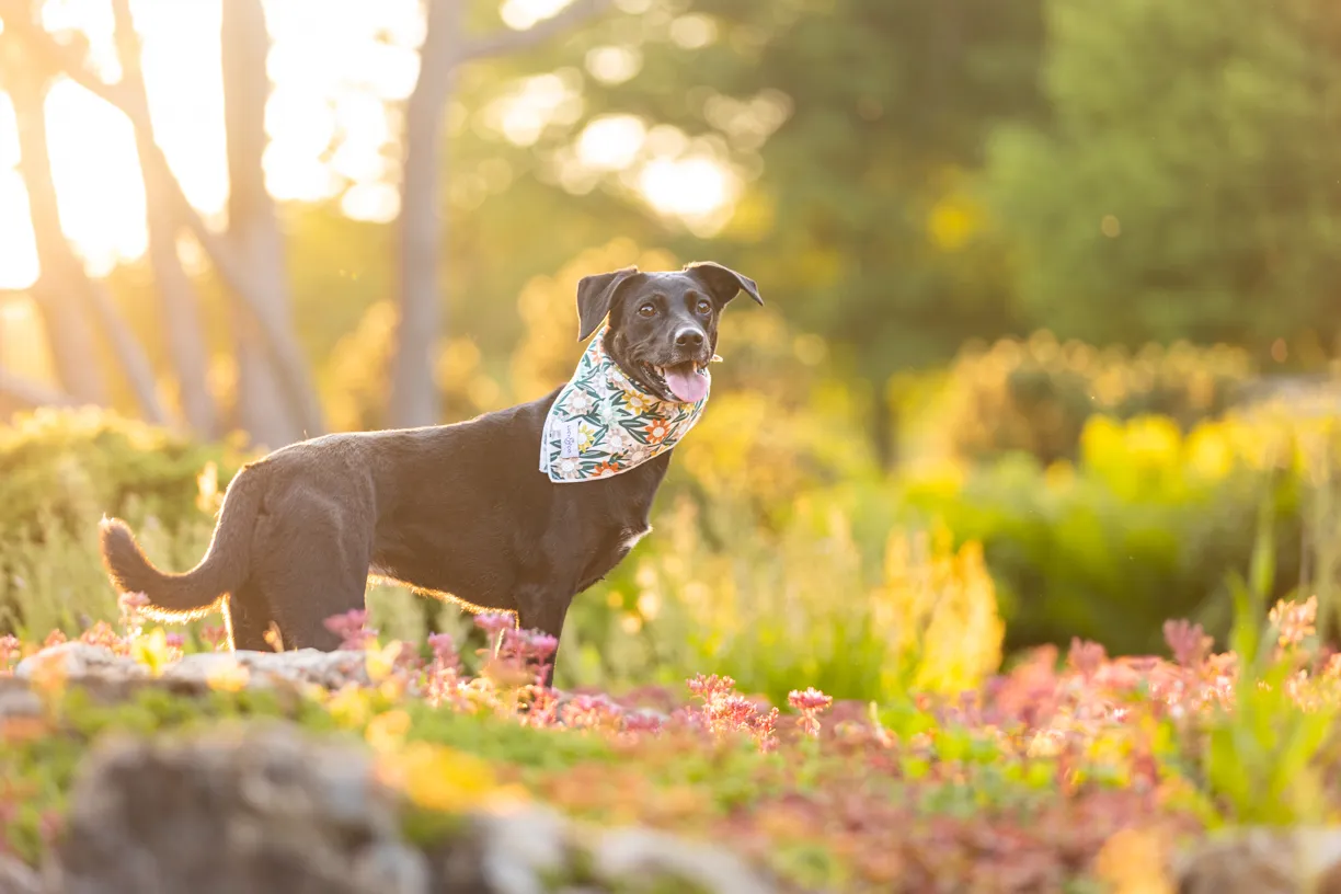 Dog in a floral bandana standing in a sunlit garden