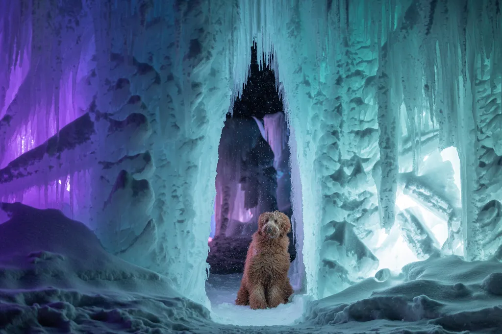 Minnesota Winter with Your Dog: Activities to keep you active and sane, photo 6 of 14