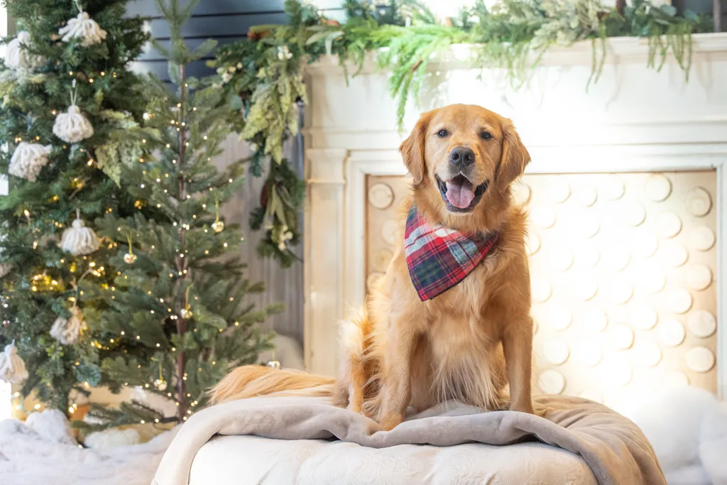 Capturing Paw-some Moments: A 2023 Minnesota Pet Photography Recap That Will Make Your Tail Wag, photo 98 of 107