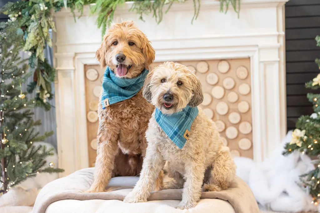 Capturing Paw-some Moments: A 2023 Minnesota Pet Photography Recap That Will Make Your Tail Wag, photo 100 of 107