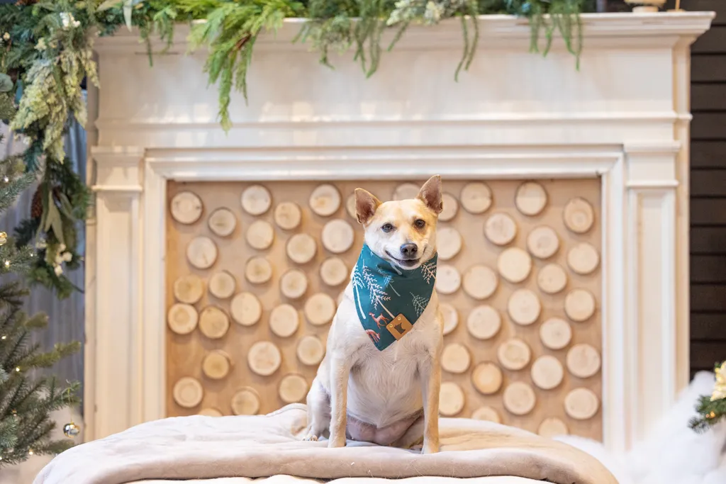 Capturing Paw-some Moments: A 2023 Minnesota Pet Photography Recap That Will Make Your Tail Wag, photo 101 of 107